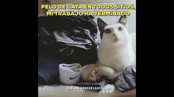 evasanmartin cats gatos gatitos catlady GIF