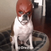 Dog GIF