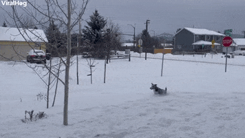 Mcnabb Collie Tries To Catch Snowballs Thrown From Snow Blower GIF by ViralHog