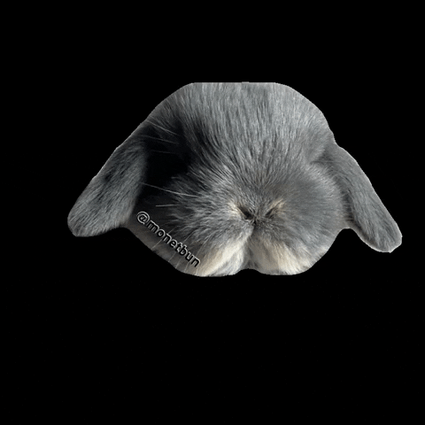 Bunny GIF