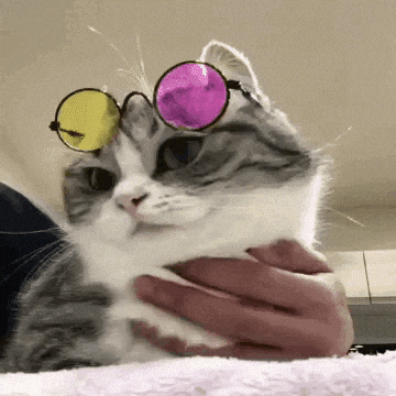 Mugimeshi323 GIF