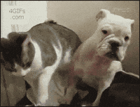 Cat Slaps Dog GIFs - Get the best GIF on GIPHY