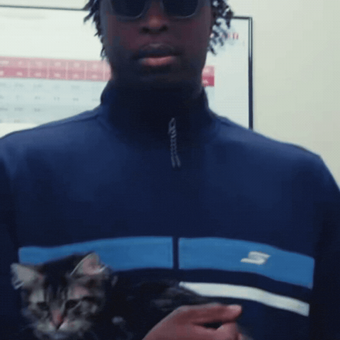 New York Knicks Cat GIF
