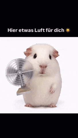 Wind GIF