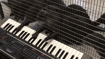 Keyboard Otter GIF