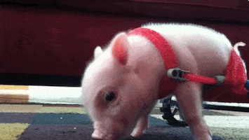 Baby Pig GIF