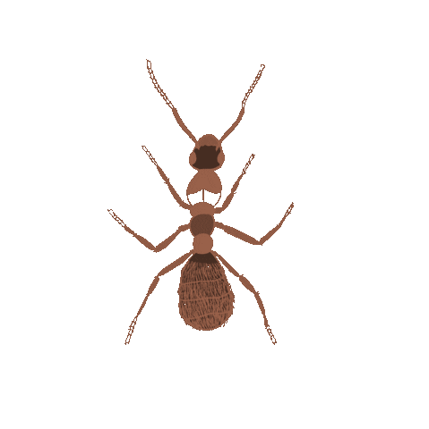 Illustration Ant Sticker