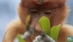 Sad Monkey Gif By c Earth Find Share On Giphy