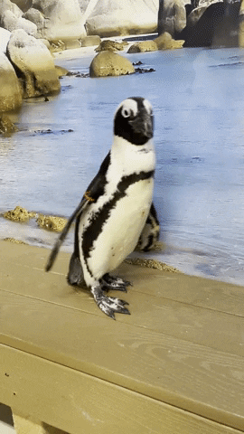 Findfin GIF by The Florida Aquarium