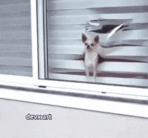 Dog Window GIF by DevX Art