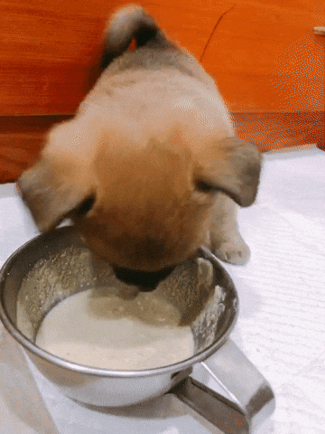 Dog GIF