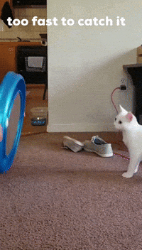 Funny-cat GIFs - Get the best GIF on GIPHY