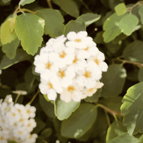 Flower GIF