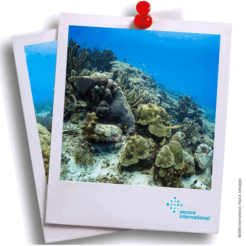 secoreinternational ocean coral ngo coral reef GIF