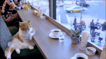 nile-republican cat coffee thinking GIF