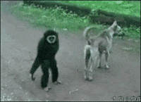 Scared-funny GIFs - Get the best GIF on GIPHY