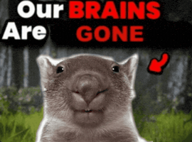 Can I Get The Wombat GIF