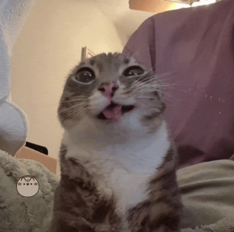 Cute Cat GIF