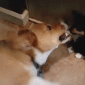 amuzament he wipe even does GIF