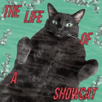 Taylor Swift Cat GIF