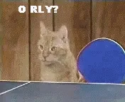ya rly ping pong GIF