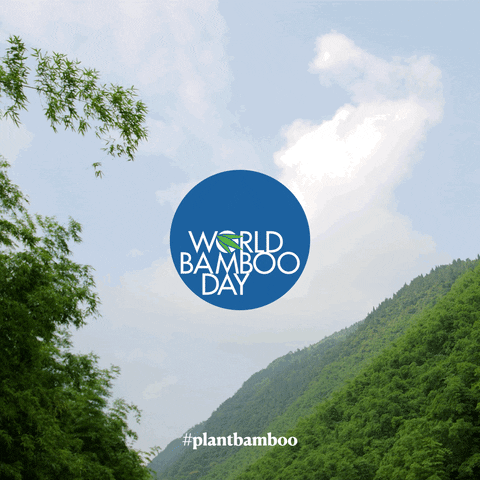 GIF by nuestro bambu