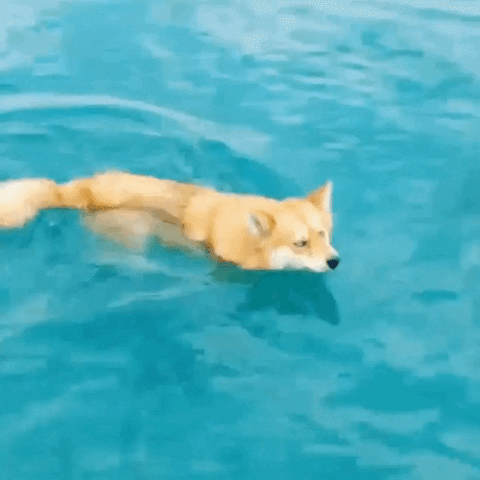 cihancimen  GIF