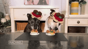 Hungry Dogs GIF by Rachael Ray Show