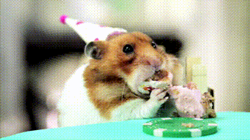 Sváteční gif s křečkem s narozeninovou čepičkou pojídajícím dortík. 