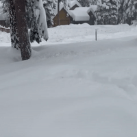 Dog Bounds Through Deep Snow