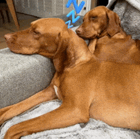 Sleepy Dogs GIF