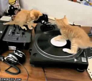 Cat Dj GIF by Cheezburger - Find & Share on GIPHY