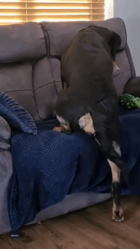 "Rottweiler Becomes Unlikely Guard Dog for Kitten