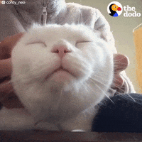 purring cat GIF by The Dodo
