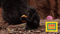 Zesty Gorilla GIF – Zesty Gorilla Kiss – objavujte a zdieľajte gify