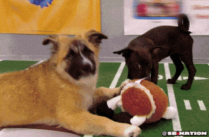 safe for work puppy GIF by SB Nation