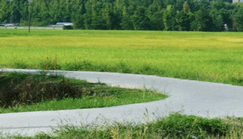 Chased GIF