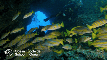 Ocean Scool - École de l'Océan GIF