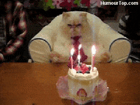 Anniversaire Chat Gifs Get The Best Gif On Giphy