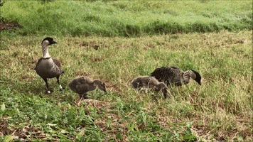 Birds Eating GIF by U.S. Fish and Wildlife Service