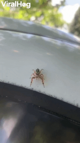 Cute Little Jumping Spider Poses Before A Leap GIF by ViralHog