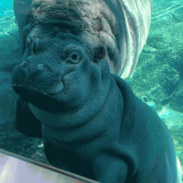 Close Up Hippo GIF by San Diego Zoo Wildlife Alliance