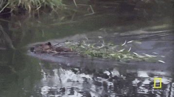 beaver yellowstone GIF by National Geographic Channel