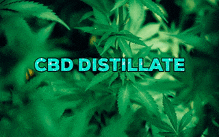 Cbd Distillate GIF