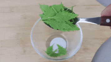 Epazote GIF