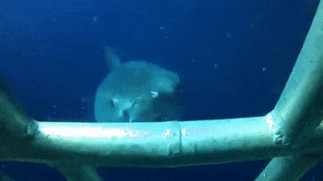 shark week hello GIF by Discovery Europe