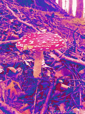 Autumn Mushroom GIF