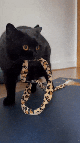 Cat animation