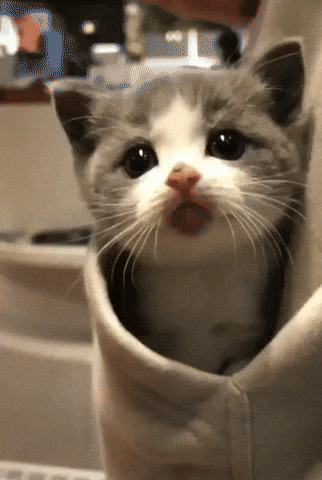 Video gif. A tiny gray and white kitten plays, popping in and out of a sweatshirt pocket with wide blue eyes.
