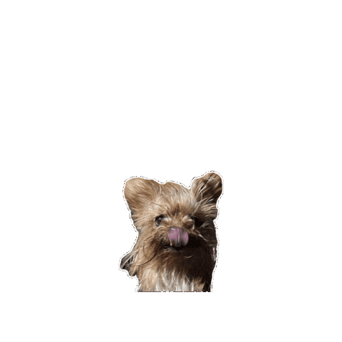 Dog Woof Sticker